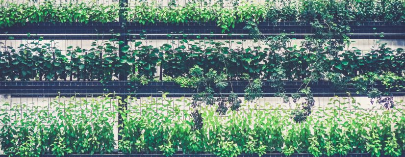 Warsaw greenery
