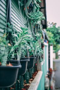 greenery